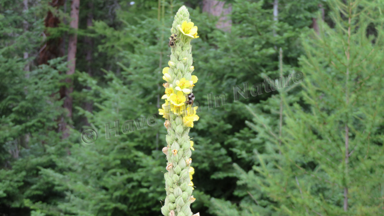 Bees on a Mullein Plant