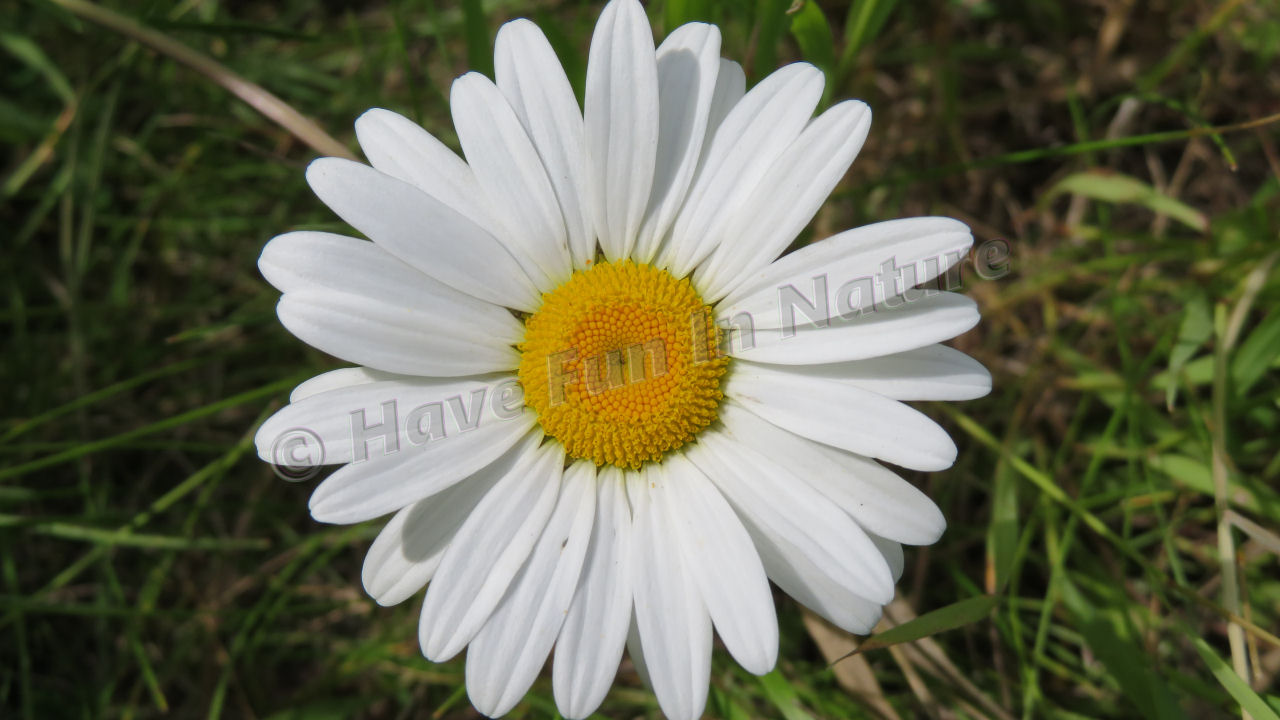 A Daisy