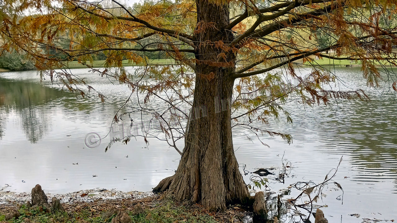 Pond in Illinois