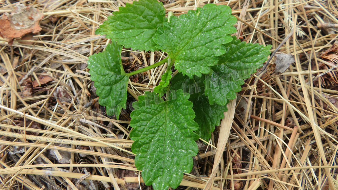 Lemon Balm Plant