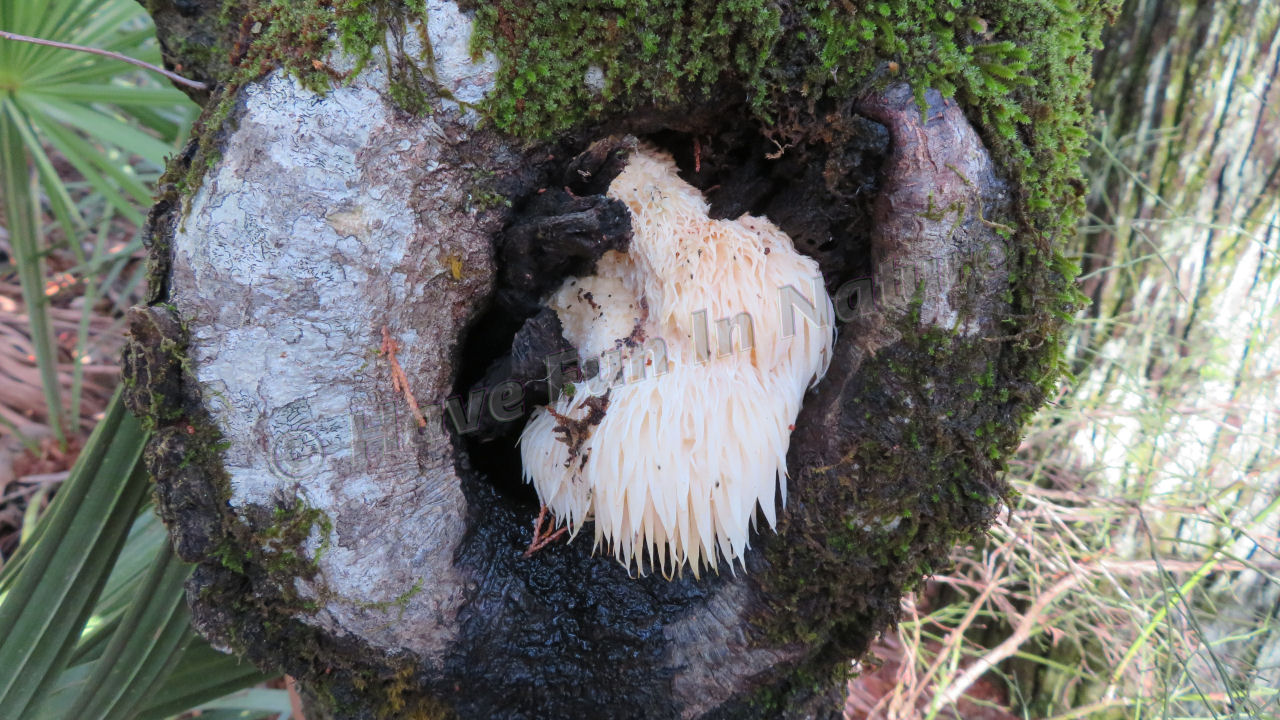 Lion's Mane Mushroom