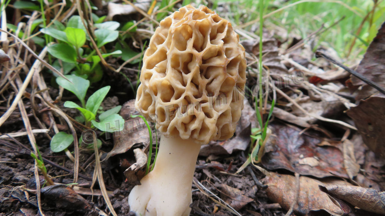 Morel Mushroom