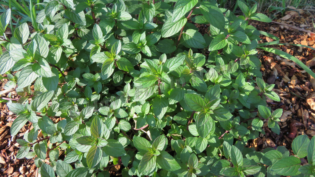 Peppermint Plant