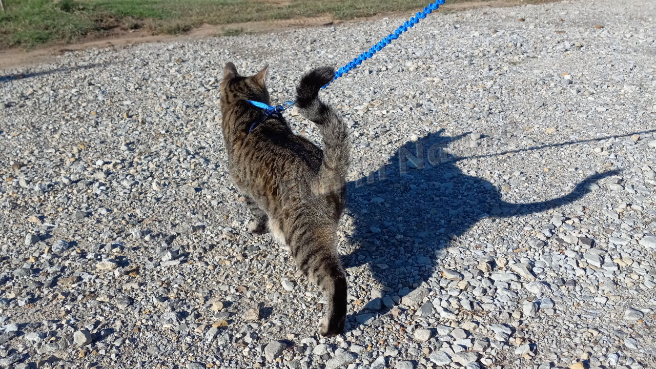 Sailor on his Leash