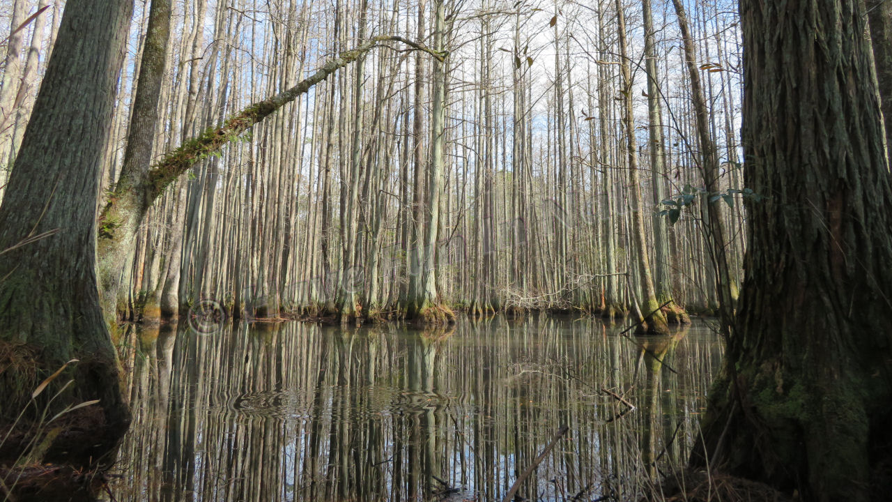Swamp in South Carolina