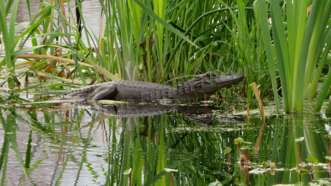 An Alligator in Louisiana