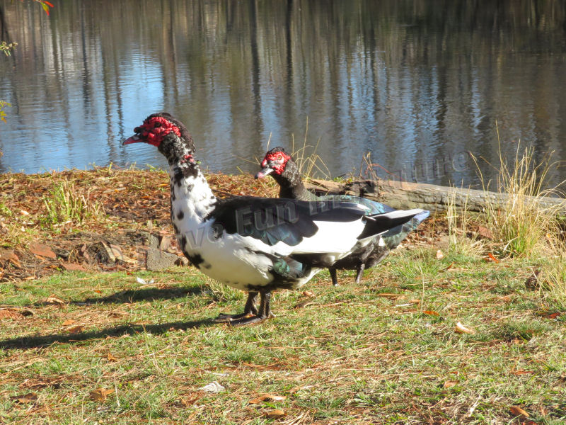 Ducks at the Creek