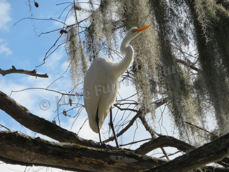 Great White Egret in North Carolina