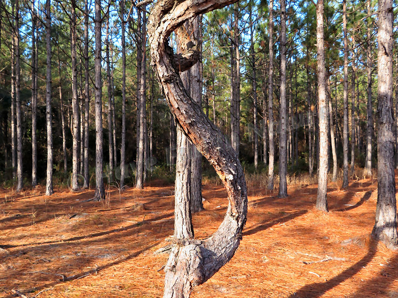 Twisted Tree in North Carolina