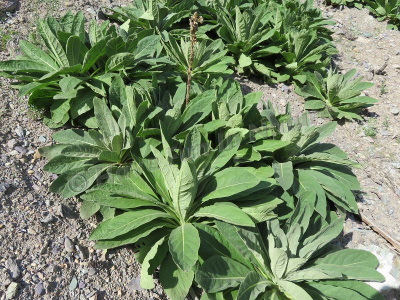 Colony of Mullein Plants