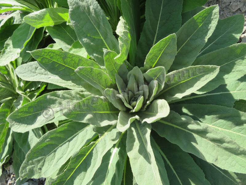 First Year Mullein Plant