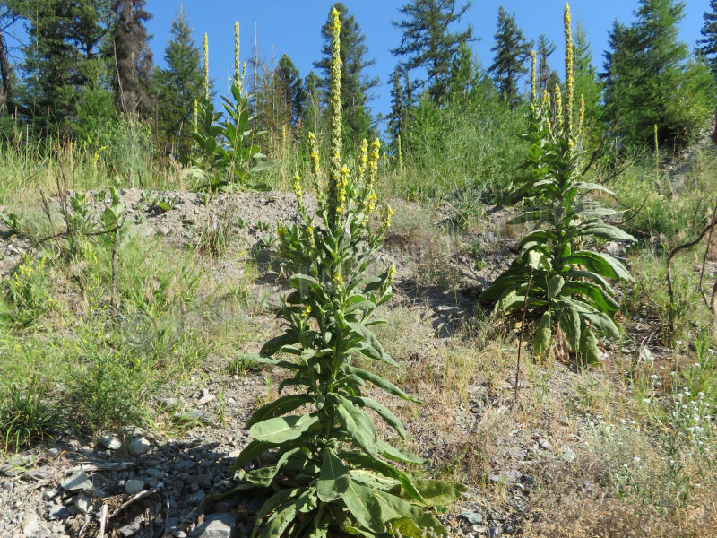 Second Year Mullein Plant