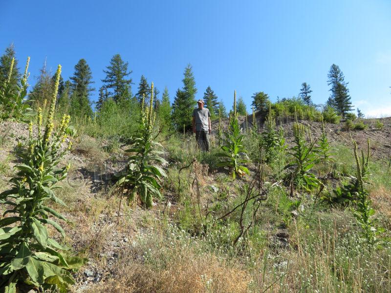 Standing With the Mullein