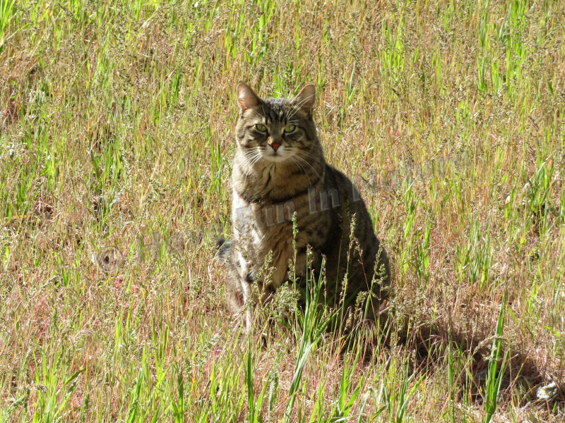 A Pet in the Grass