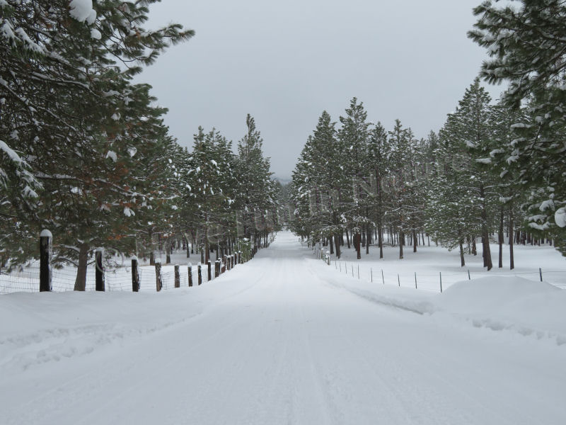 A Winter Scene