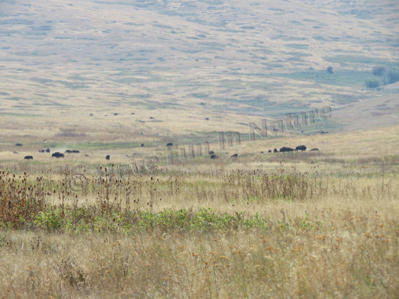 Bison at the National Bison Range