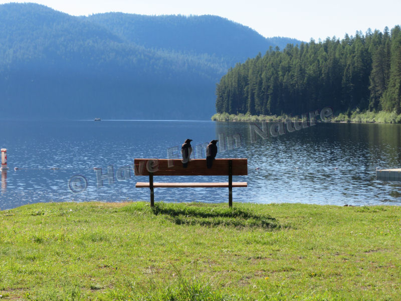 Crows Enjoying the Lake