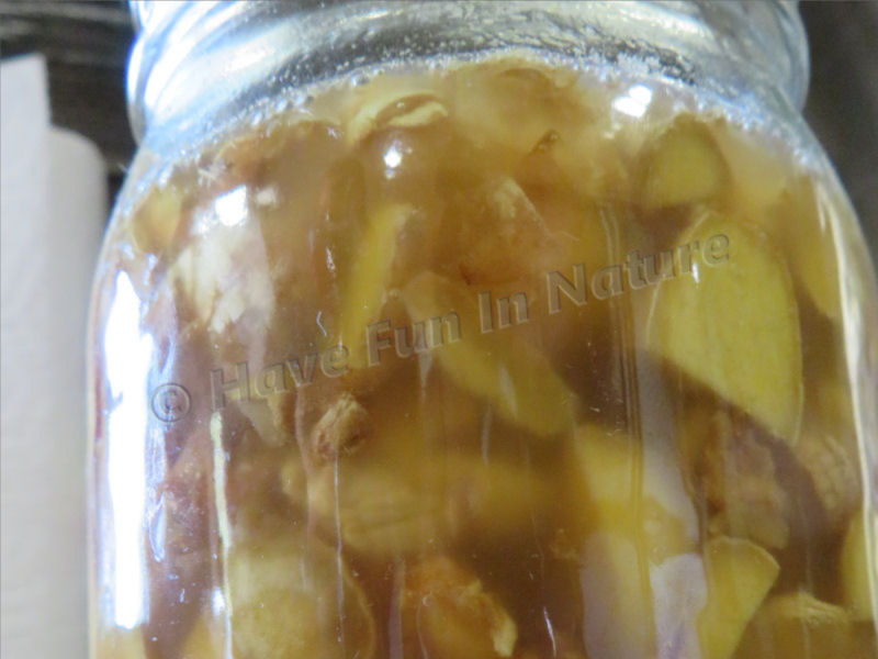 Ginger Bug in a Jar