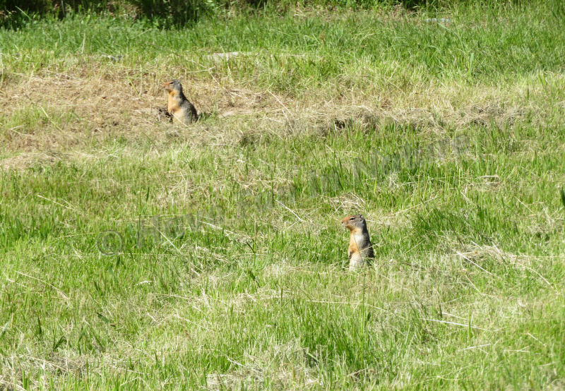 Ground Squirrels at Tally Lake