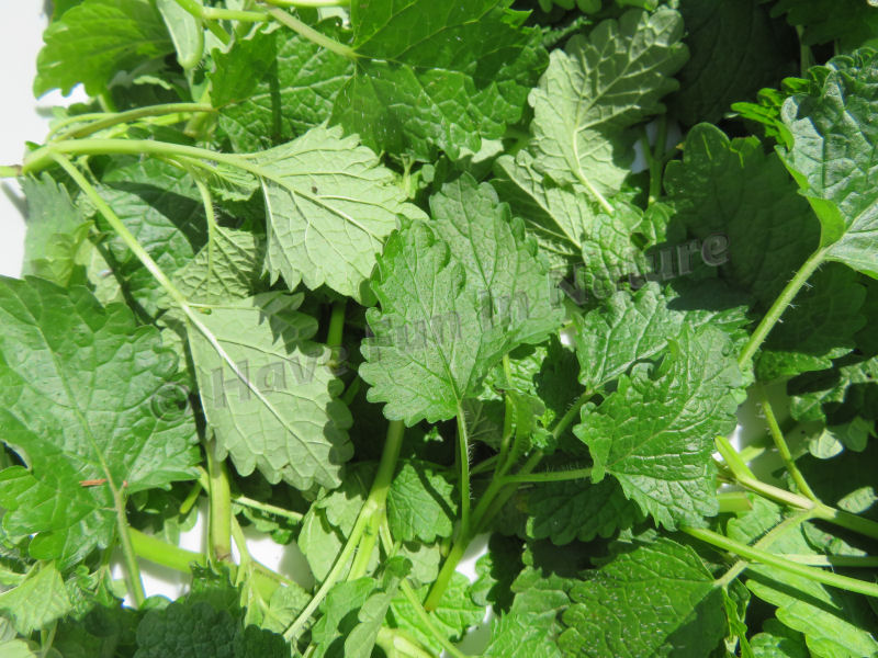 Harvested Lemon Balm