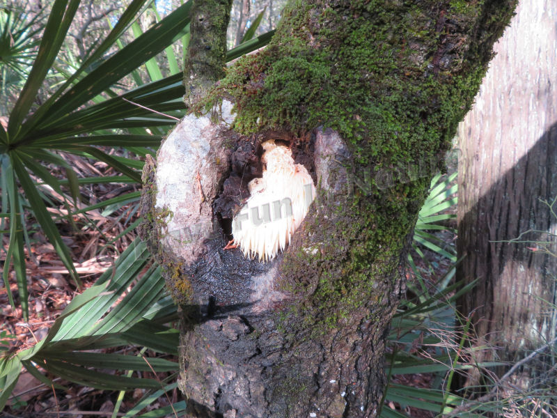 Lion's Mane Mushroom in Florida