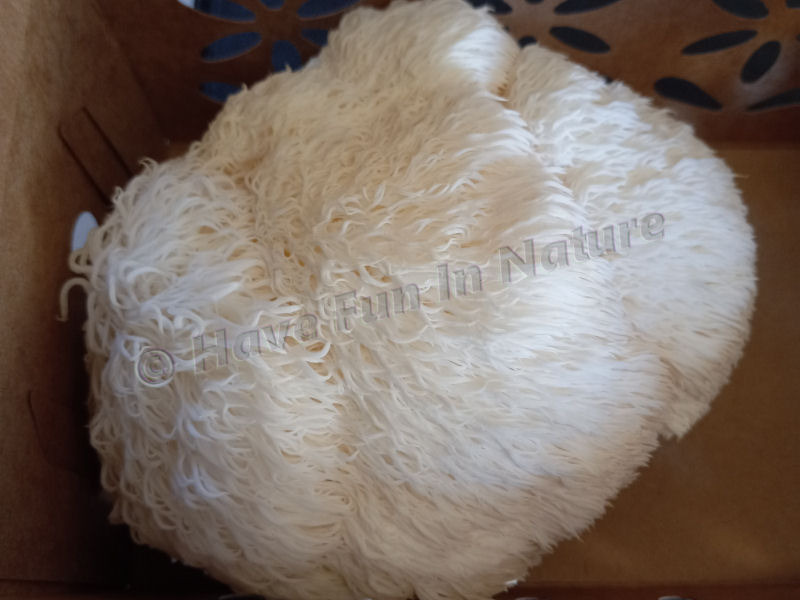 Lion's Mane Mushroom from the Market