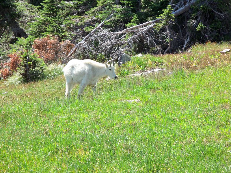 Mountain Goat 