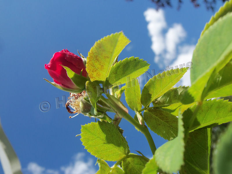 Rose in the Sky