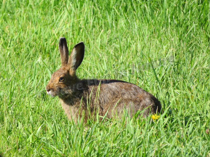 Snowshoe Hare