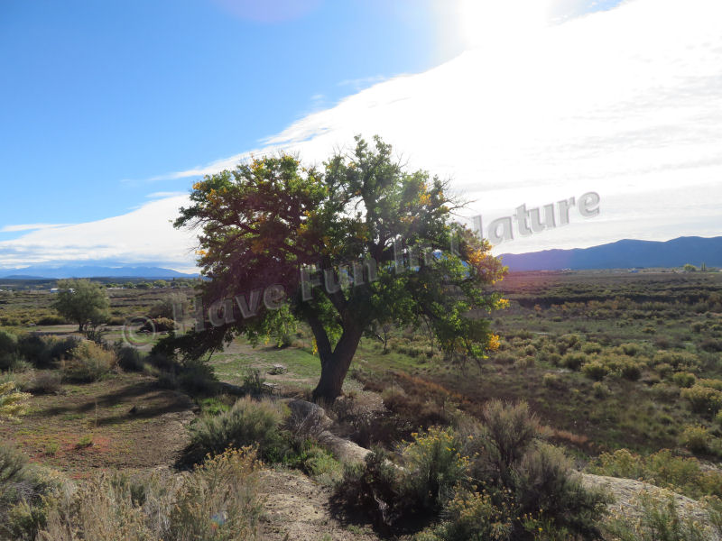 Tree in Colorado