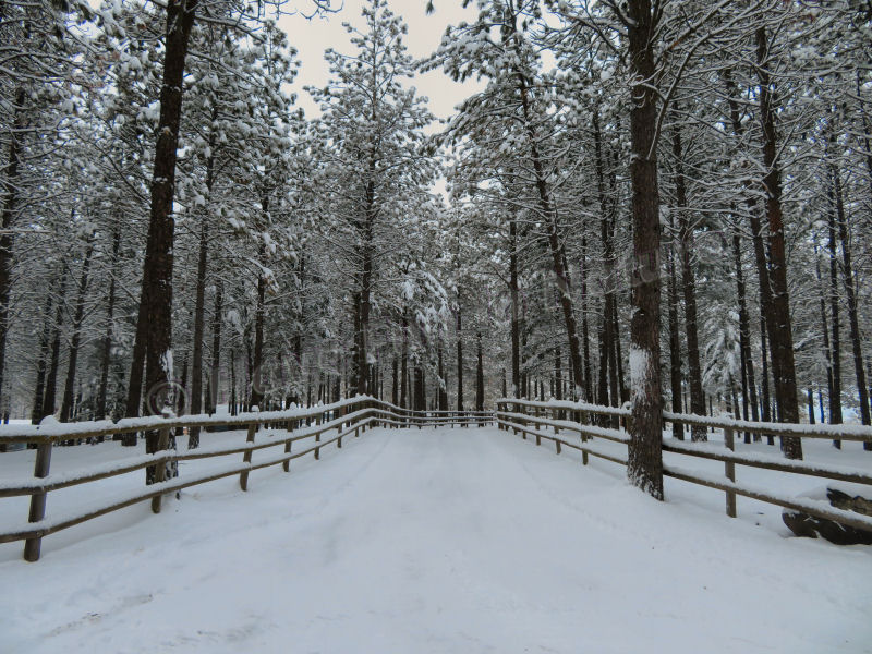 A Winter Scene