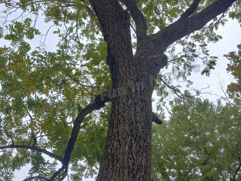 Tree in Indiana