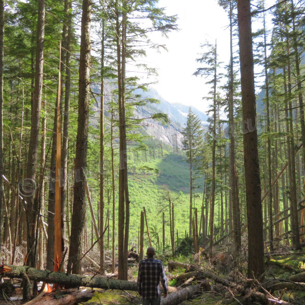 Hiking in the Woods